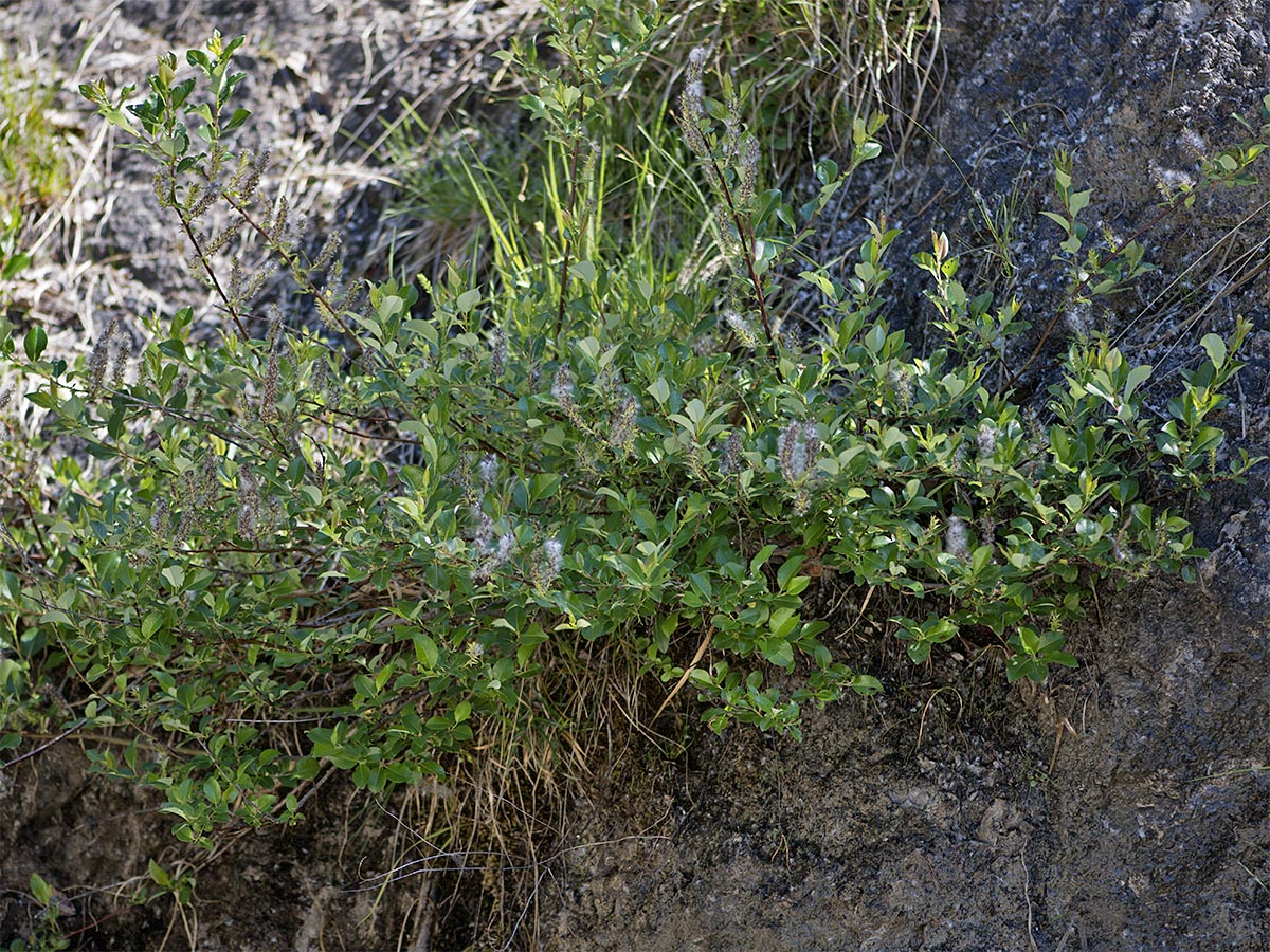 Salix glabra